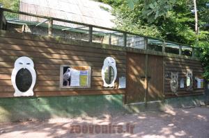 Hiboux Grand duc- Harfang des neiges