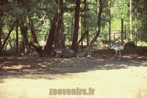 Tapir terrestre - Nandou