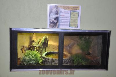 Rainette de White - 2014