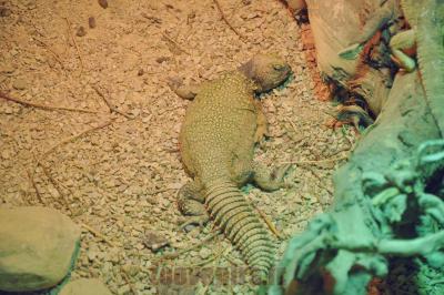 Fouette queue - 2014