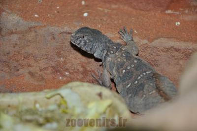 Fouette queue - 2014