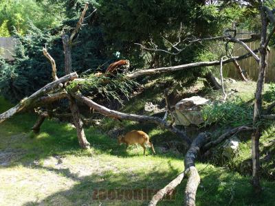 Panda roux - Muntjac de Reeves - 2014