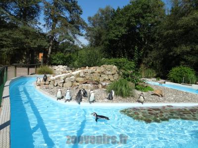 Manchot de Humboldt - 2014