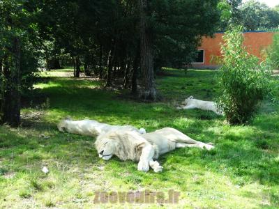 Lion blanc - 2014