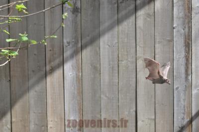 Roussette d'Egypte - 2014