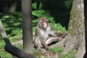 Macaque du Japon