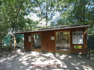 Ouistiti à pinceaux - Saïmiri