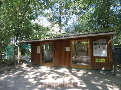 Ouistiti à pinceaux - Saïmiri - 2014