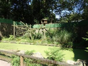 Ouistiti à pinceaux