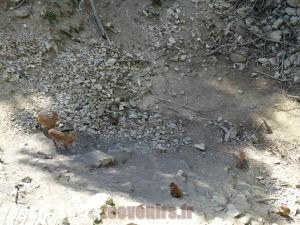 "Montagne de l'Afrique" 