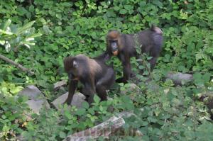 Mandrill