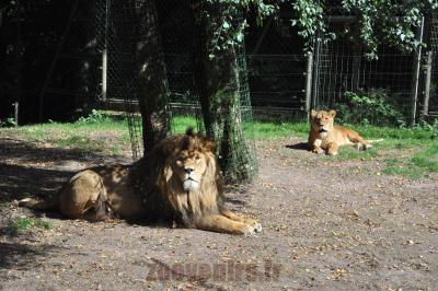 Lion d'Afrique - 2014
