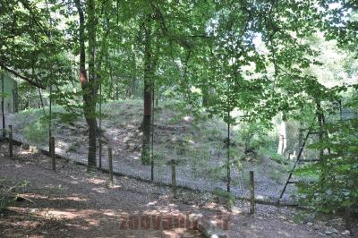 Lynx d'Europe - 2014