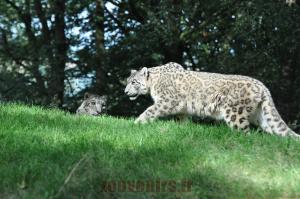 Panthére des neiges