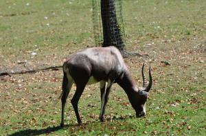 Damalisque à front blanc