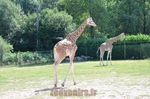 Girafe du Niger