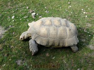 Tortue sulcata