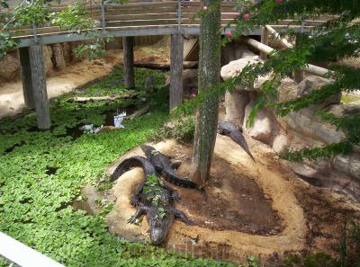 Alligator du Missisipi