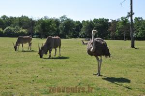 Autruche - Eland du Cap