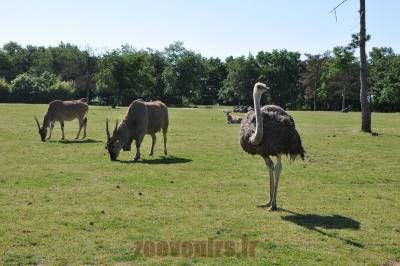 Autruche - Eland du Cap - 2014