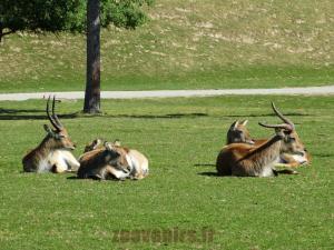 Cobe de Lechwe