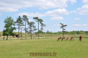 Cobe de Lechwe