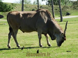 Eland du Cap