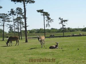 Eland du Cap