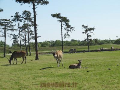 Eland du Cap - 2014