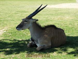 Eland du Cap