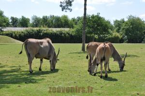 Eland du Cap