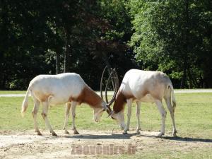 Oryx algazelle