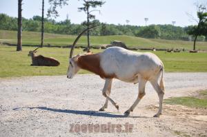 Oryx algazelle