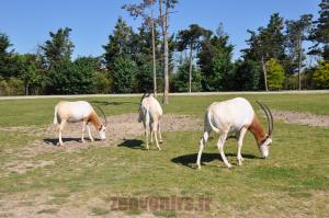 Oryx algazelle