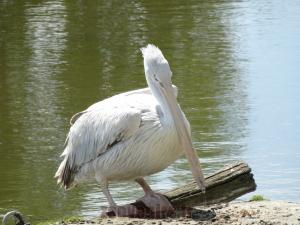 Pélican