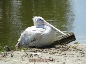 Pélican 