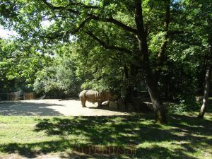  Rhinocéros blanc
