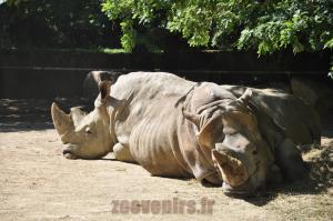 Rhinocéros blanc