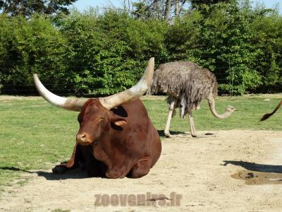 Bœuf watussi - Autruche - 2014