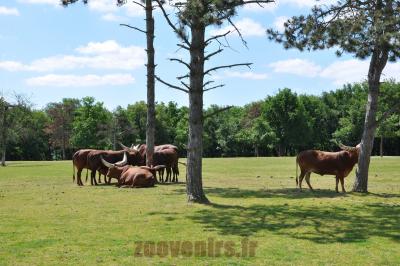 Bœuf watussi - 2014