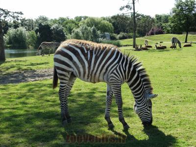 Zèbre de Grant - 2014