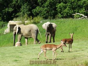 Eléphant d'Afrique - Impala
