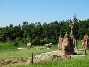 Eléphant d'Afrique - Impala