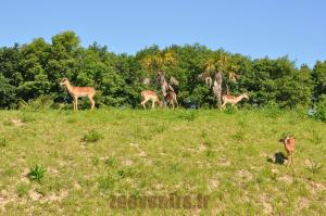 Impala
