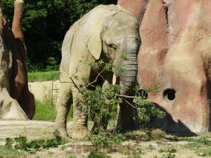 Eléphant d'Afrique