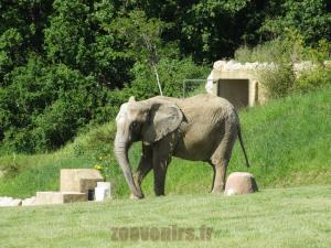 Eléphant d'Afrique