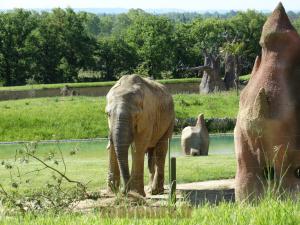 Eléphant d'Afrique