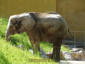 Eléphant d'Afrique
