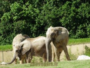 Eléphant d'Afrique