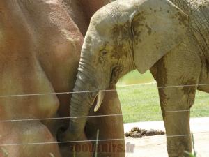 Eléphant d'Afrique